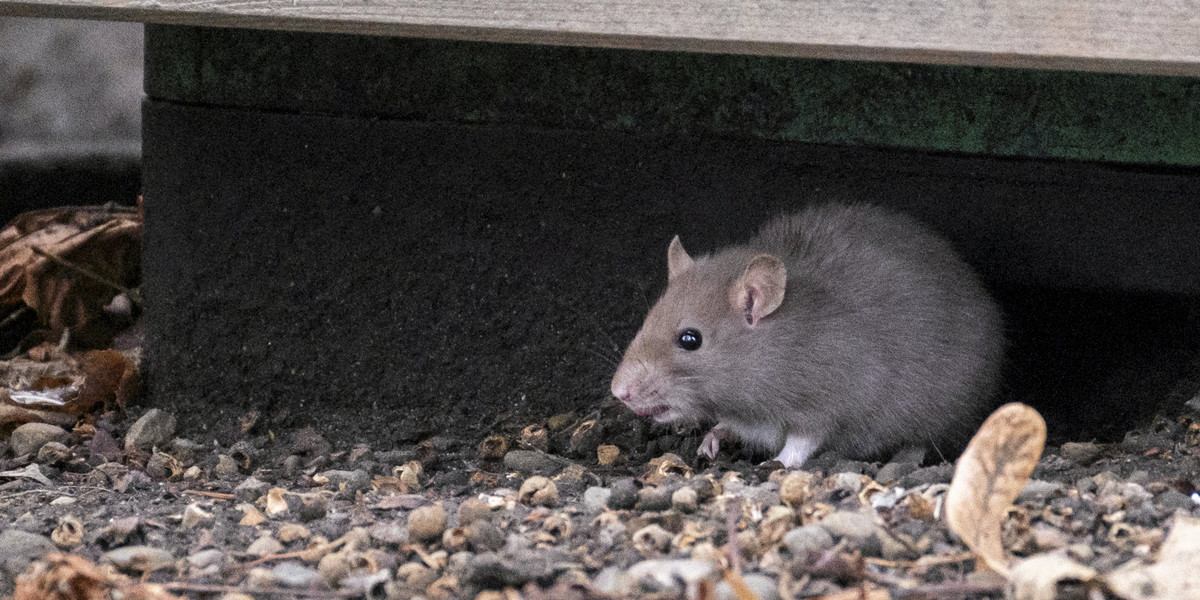 Naturalne sposoby na odstraszenie szczurów z ogrodu.