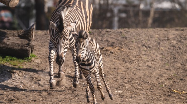 Brukselka bryka na wybiegu w najlepsze