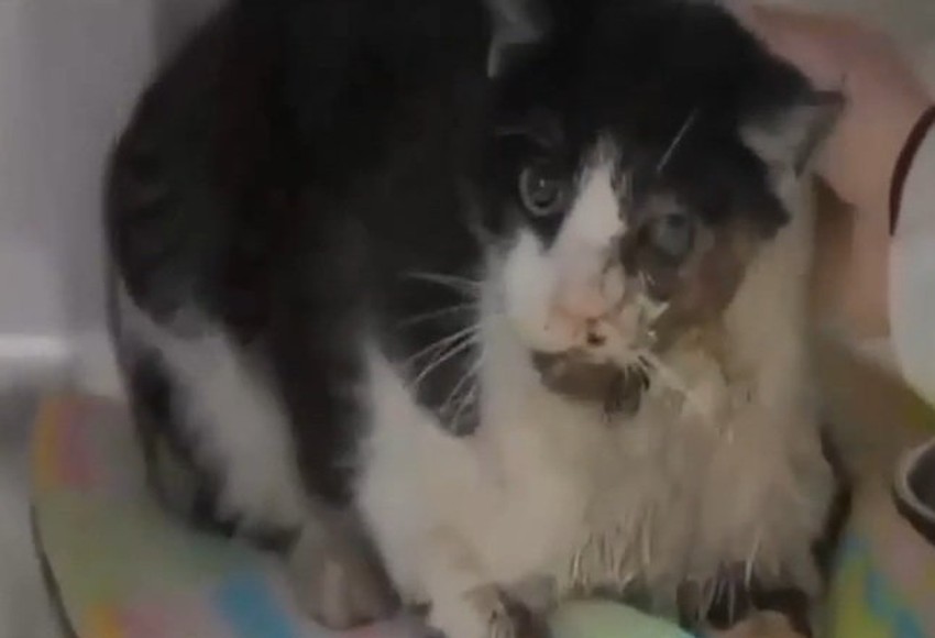 Mačak koji je "oživeo" nakon pet dana