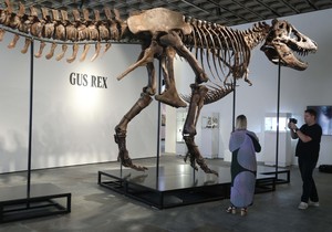 Skelet tiranosaurus reksa „Gas“