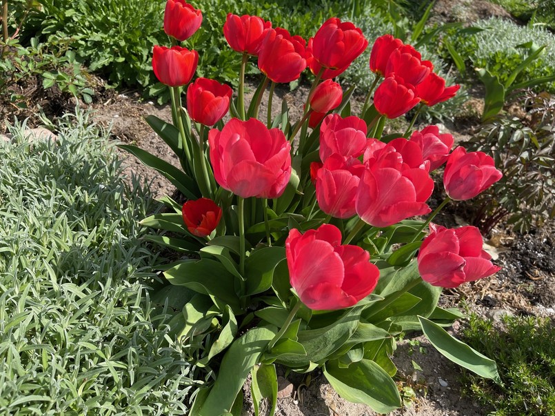 Sadzenie tulipanów w wytłaczankach po jajkach