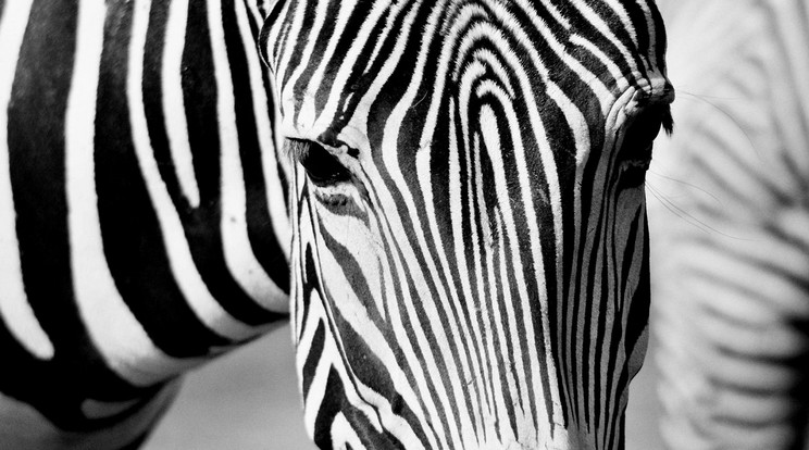 Pöttyös zebrát fotóztak / Illusztráció: Northfoto