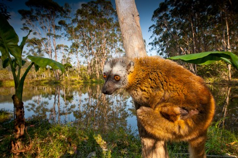 Red-fronted Brown Lemur with infant Madagascar