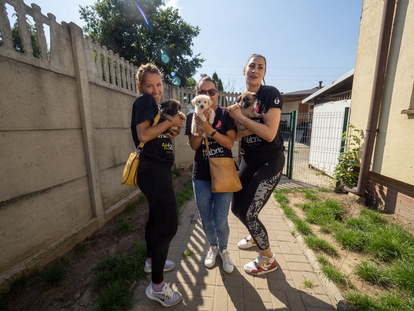 Siatkarki promują adopcje psiaków w schronisku
