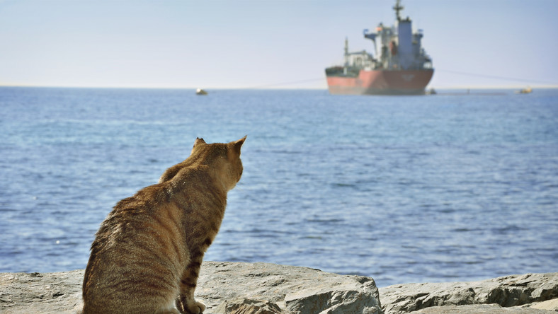<strong>Pracownicy portu w Hajfie w Izraelu znaleźli kota w kontenerze z cukierkami, który przypłynął z Odessy na Ukrainie. Zwierzę płynęło 19 dni, żywiąc się słodyczami i pijąc skraplającą się wodę. Kot podróżnik przebywa na kwarantannie.</strong>