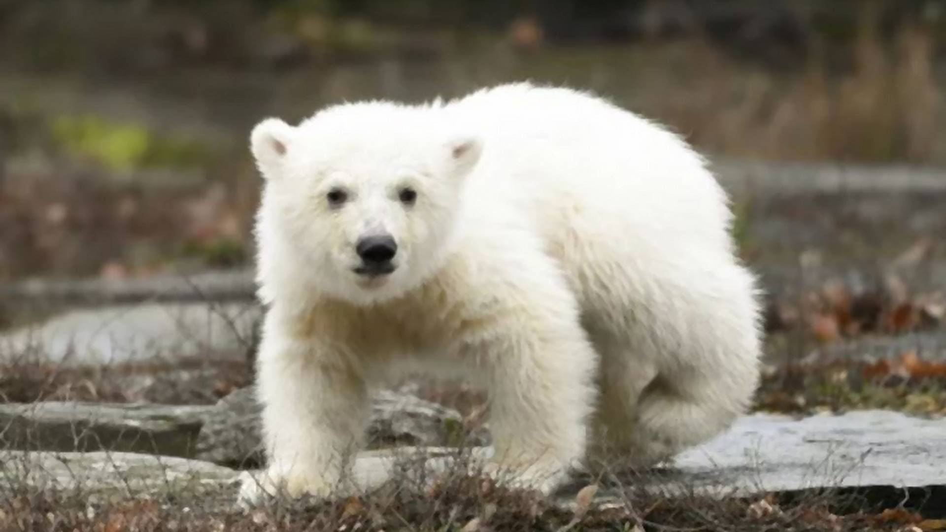 Először bújt elő a jegesmedvebocs, és mindenkit meghódított a cukiságával - videó