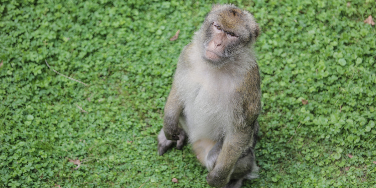 Indie. Małpa porwała dwutygodniowego noworodka