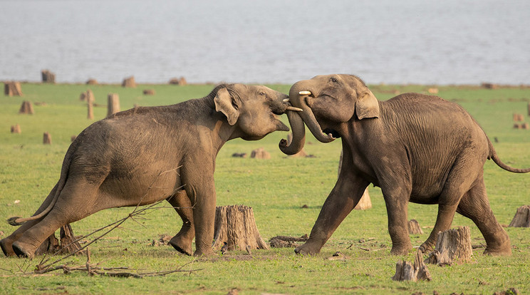 Az elefántok titkai című természetfilm jelenete (Disney+)