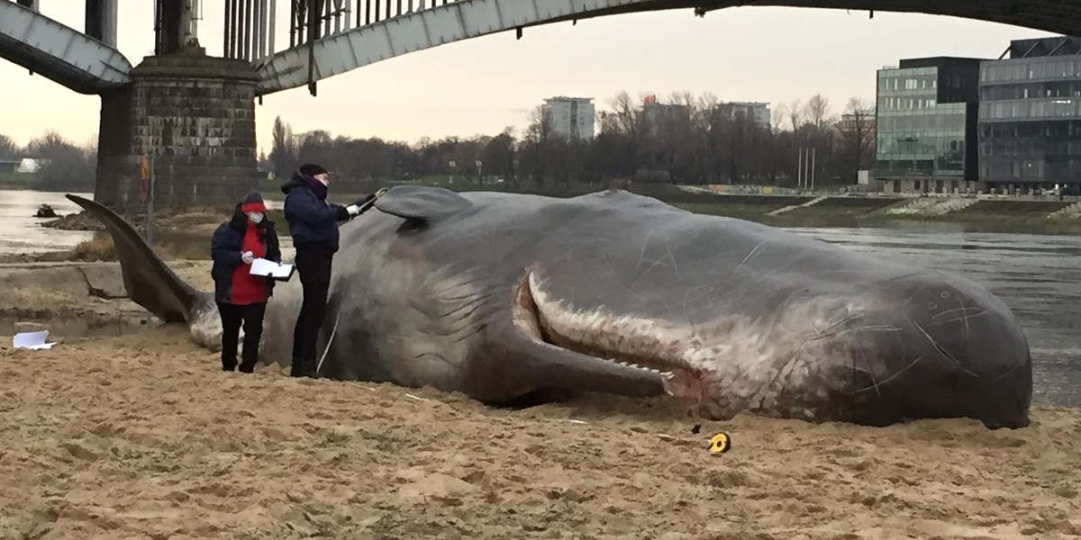 Gigantyczny wieloryb na plaży w Warszawie