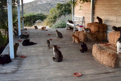 Poszukiwany opiekun kotów. Otrzyma pensję i zakwaterowanie na idyllicznej greckiej wyspie