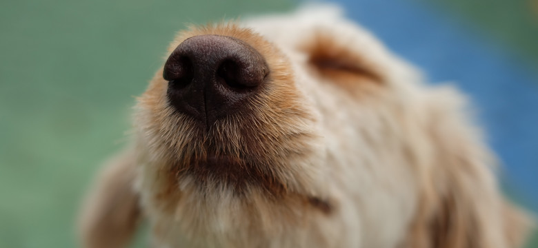 Dlaczego nos psa jest zimny i wilgotny? Zaskakujące wyniki eksperymentu