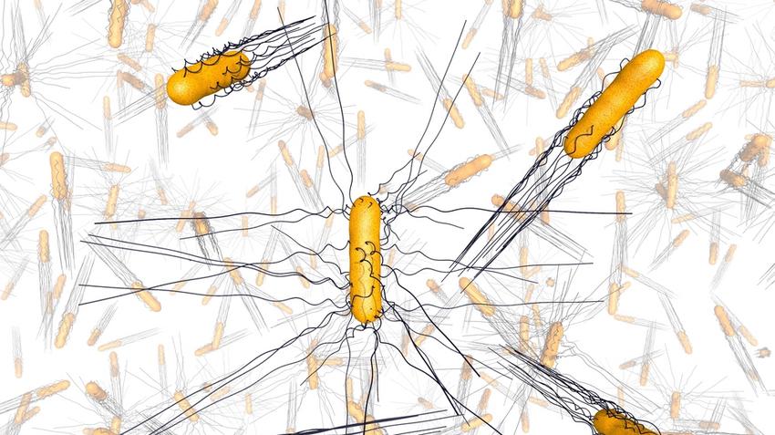 tífusz, gyógyszerrezisztencia, Salmonella enterica, antibiotikumos kezelés