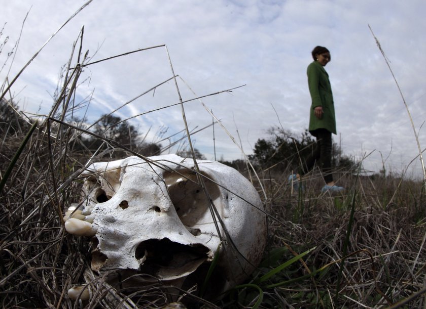 Trupia farma przy uniwersytecie  San Marcos Texas - The Forensic Anthropology Centre