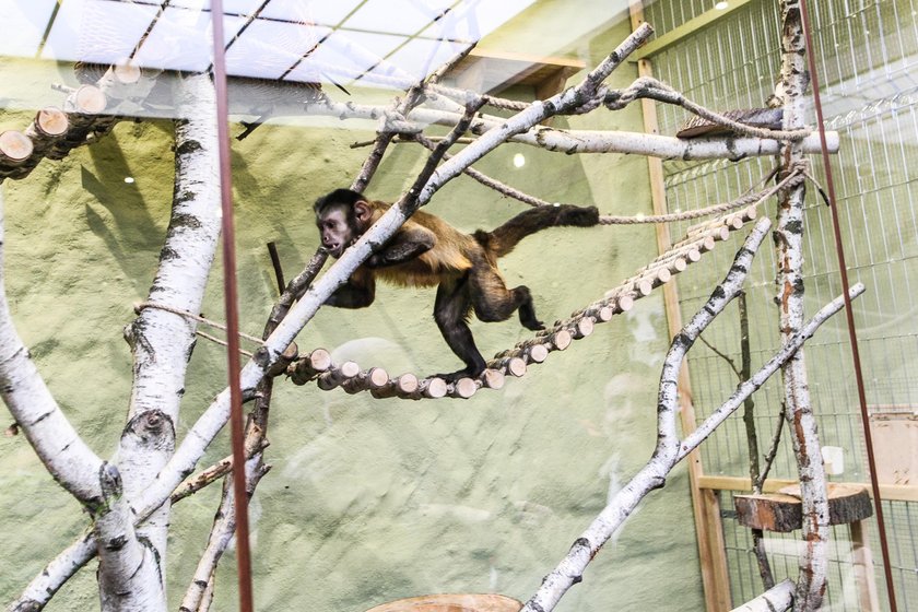 Kolejna kontrola powiatowego lekarza weterynarii w zoo