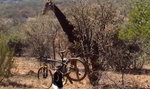 Wściekła żyrafa... zdeptała turyście rower!