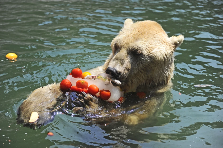 Najviše voli hladnu poslasticu