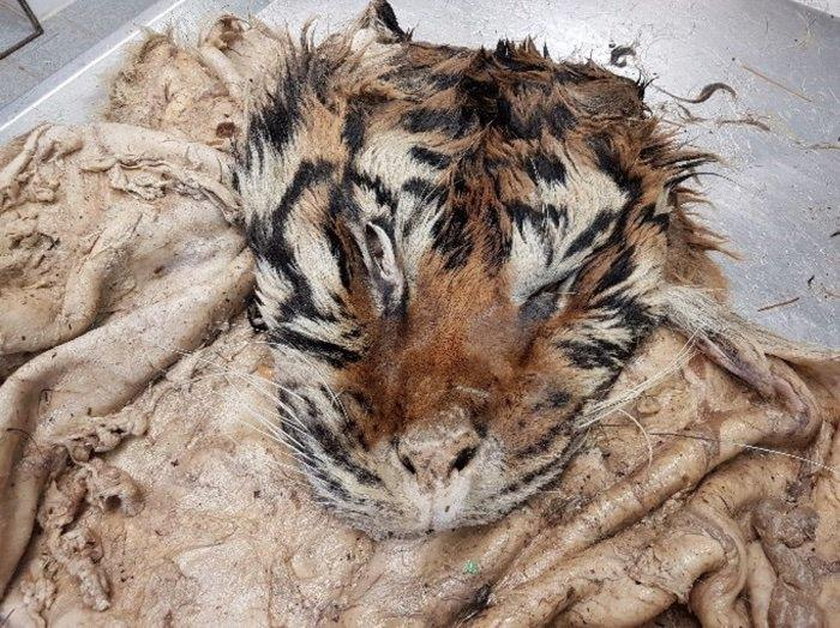 Pod polską granicą masowo mordują tygrysy