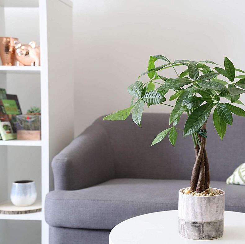 Pachira money tree [Housebeautiful]