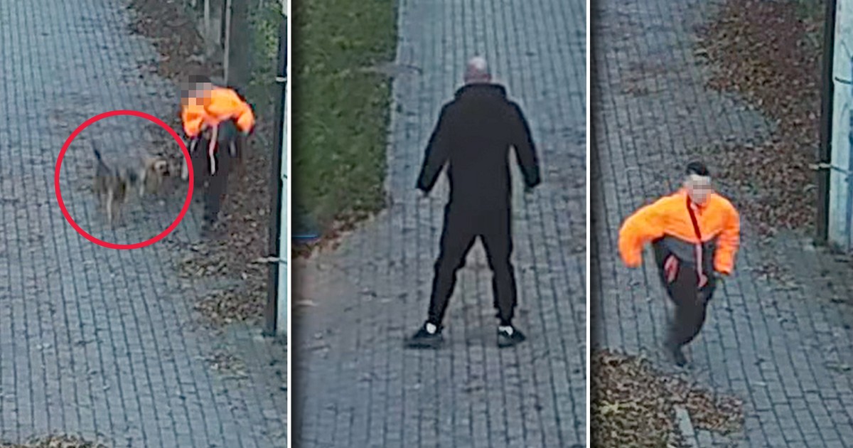 Dramat w Bogatyni. Sfora psów zaatakowała wracającego do domu chłopca