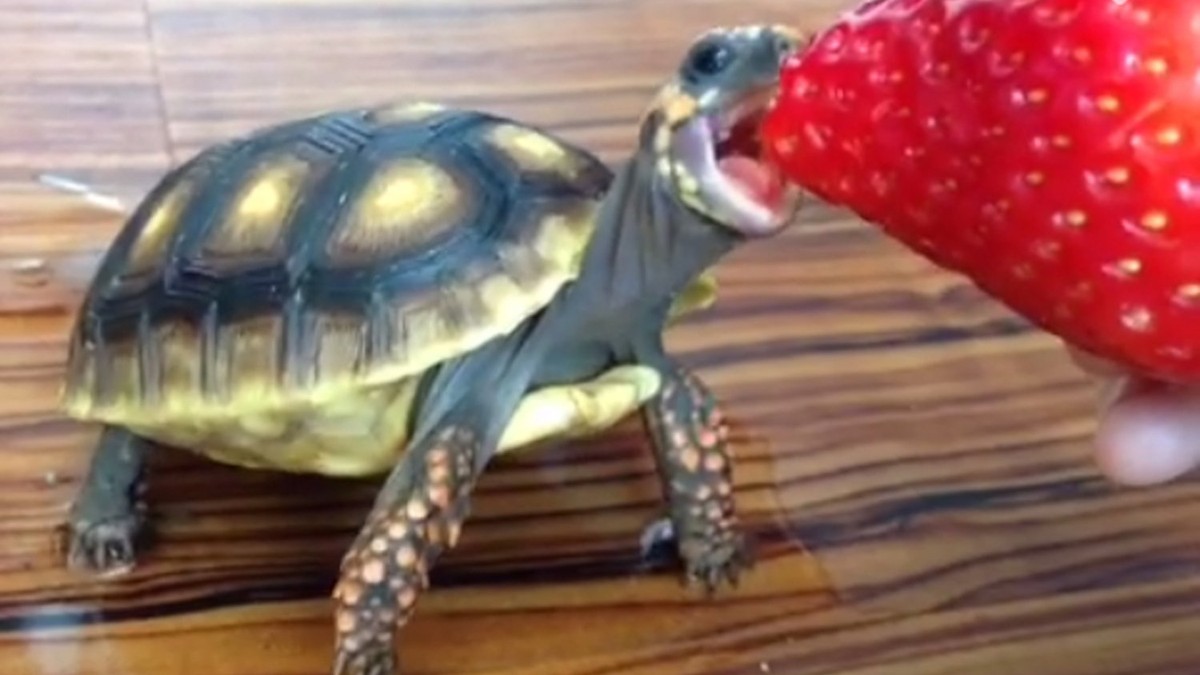 608974_kornjaca-foto-vine-lucy-the-tortoise