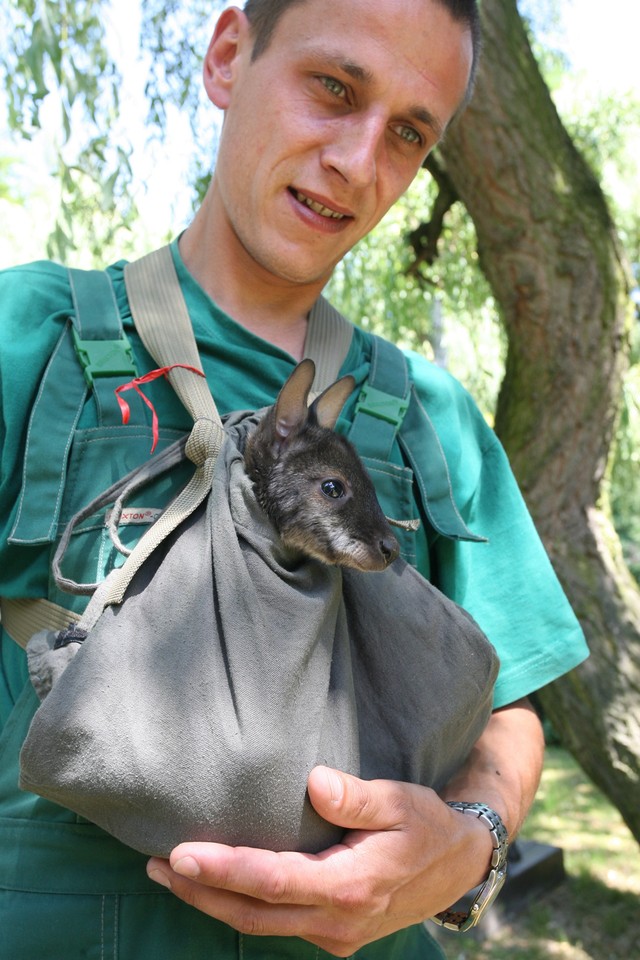 KRAKÓW MAŁY KANGUR PRACOWNIK ZOO