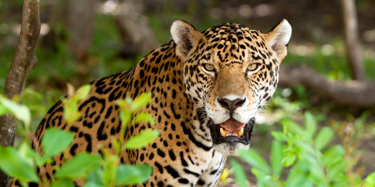 Jaguary żyją przeciętnie 12-15 lat. Kali w warszawskim zoo żył aż 21 