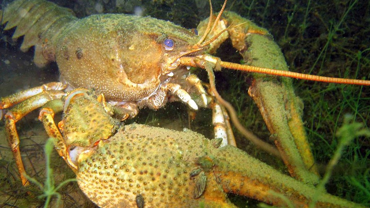 Przemyt 84 skorupiaków udaremnili funkcjonariusze KAS i straży granicznej na polsko-ukraińskim przejściu w Dorohusku (Lubelskie). Do Polski usiłował je wwieźć obywatel Ukrainy.