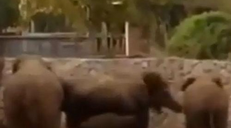 Pajzsként védték borjaikat az elefántok