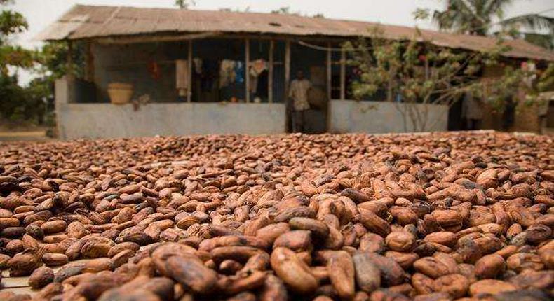 Ghana Cocoa Beans