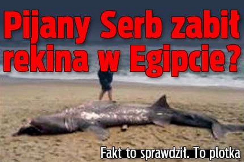 Pijany Serb zabił rekina w Egipcie? Skoczył mu na łeb