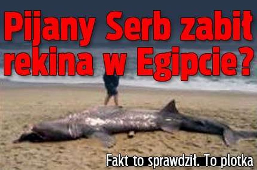 Pijany Serb zabił rekina w Egipcie? Skoczył mu na łeb