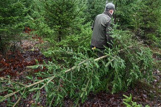 Gałęzie sąsiada wystające na twój ogródek. Możesz łatwo rozwiązać problem