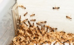 Plujące kwasem szalone mrówki sieją spustoszenie. "Zmiotą z krajobrazu małe zwierzęta"