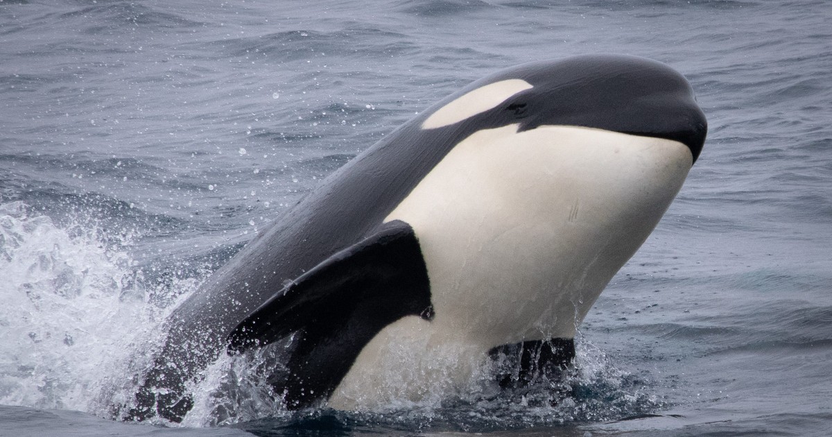 Some of the 30 killer whales captured doing flips and playing near ...