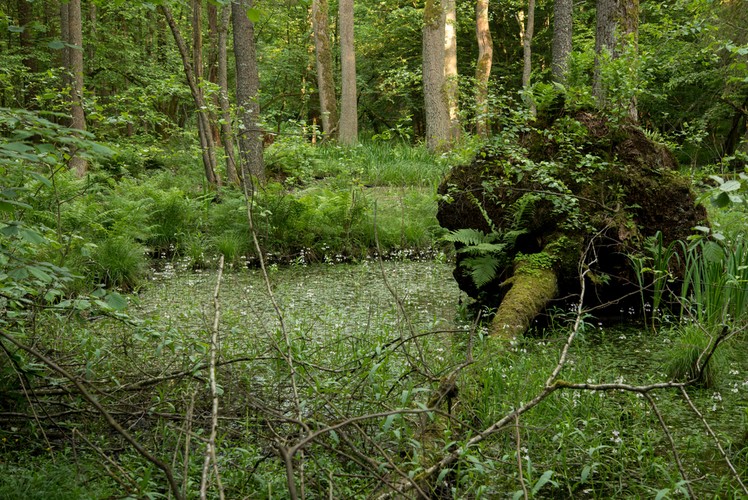 <b>Białowieża</b><br><br>

Puszcza Białowieska sama w sobie stanowi przyrodniczy majstersztyk. Jesienią w tutejszych lasach, w których przeważają drzewa liściaste, w naturze budzi się artysta – i to całkiem niezły, bo korzystający z całej palety barw. Z Białowieży już tylko krok dzieli Cię od Rezerwatu Ścisłego, gdzie puszcza rządzi już dosłownie. Kilka kilometrów od Białowieży znajduje się też Rezerwat Pokazowy Żubrów, gdzie można podziwiać najpiękniejszy symbol tego miejsca. Jeśli będziesz mieć szczęście, być może uda Ci się dostrzec żubra, który żyje dziko. Jest też szansa, aby zobaczyć wilka, ale lepiej nie spoufalać się z nim podczas tego spotkania.