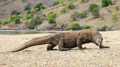 Wyspa Komodo zostanie zamknięta na rok, by chronić warany