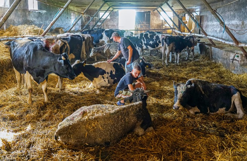 Tutaj dochodzą do siebie krowy, którym okrutni gospodarze zgotowali prawdziwe piekło