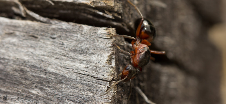 Mrówki kanibale w Polsce. Naukowcy z PAN dokonali zaskakującego odkrycia