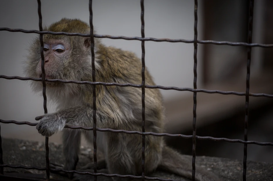 Tajvanski makaki Cica koju od milošte zovu Bakica