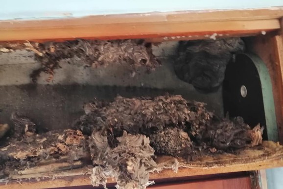 (VIDEO) Beograđani u dečijoj sobi u zidu zatekli NEŠTO JEZIVO! Odmah su pozvali stručnjaka: Razleteli su se svuda po kući