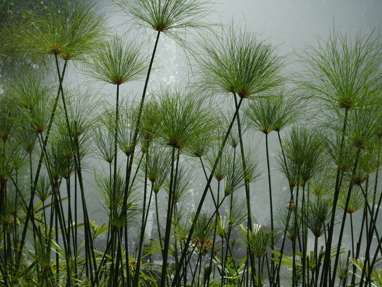 Cyperus papyrus