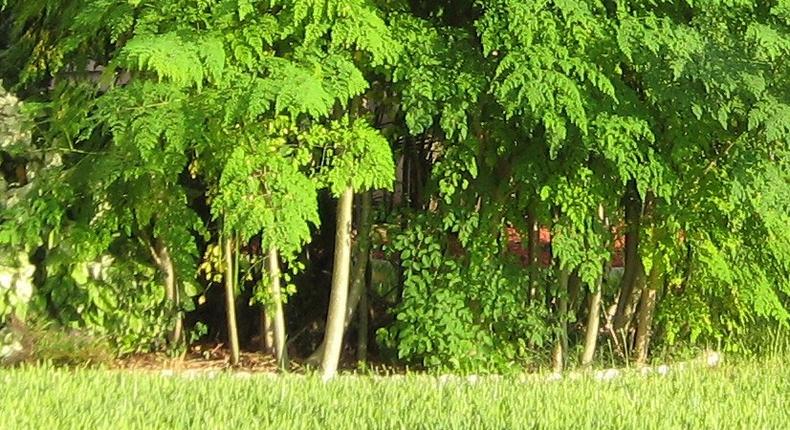 Moringa trees