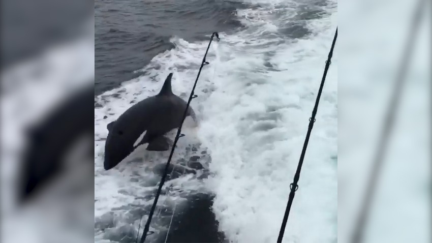 Kitovi ubice inače ne napadaju ljude