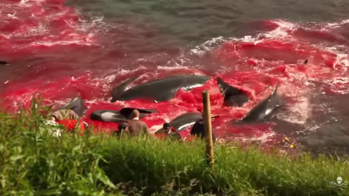 Organizacja Sea Shepherd poinformowała, że na Wyspach Owczych doszło do kolejnej rzezi. Wczoraj mieszkańcy archipelagu zaszlachtowali 60 grindwali. Dwóch wolontariuszy Sea Shepherd zostało aresztowanych w trakcie próby powstrzymania brutalnego mordu.