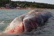 STEGNA PLAŻA MARTWY WIELORYB