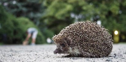 Uwaga! Tutaj może mieszkać jeż