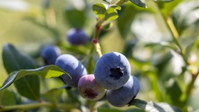 Jesienią wykonaj te zabiegi na borówce. Nie przemarznie i będzie odporna na choroby