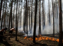 Szalejące płomienie zabiły już 50 osób