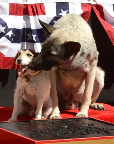 Uggie i inny sławny pies – Rin Tin Tin