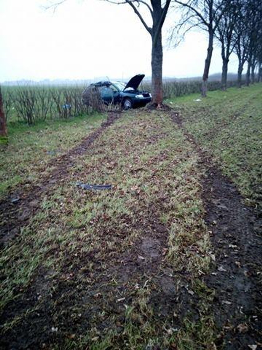 Audi uderzyło w drzewo. Kierowca walczy o życie, jego pies zginął